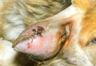 Blodøre schæferhund - overfladisk sår - fortykket ørelapp