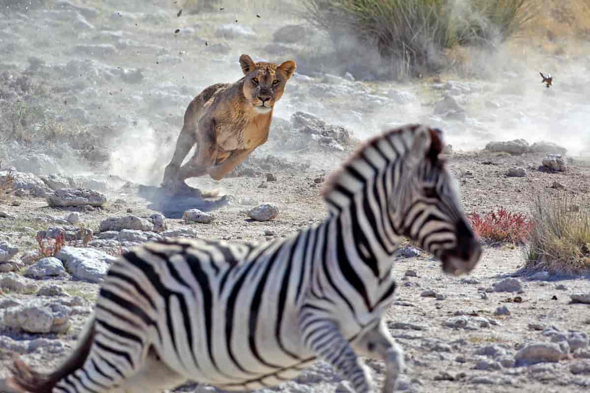 Løve jakter på sebra