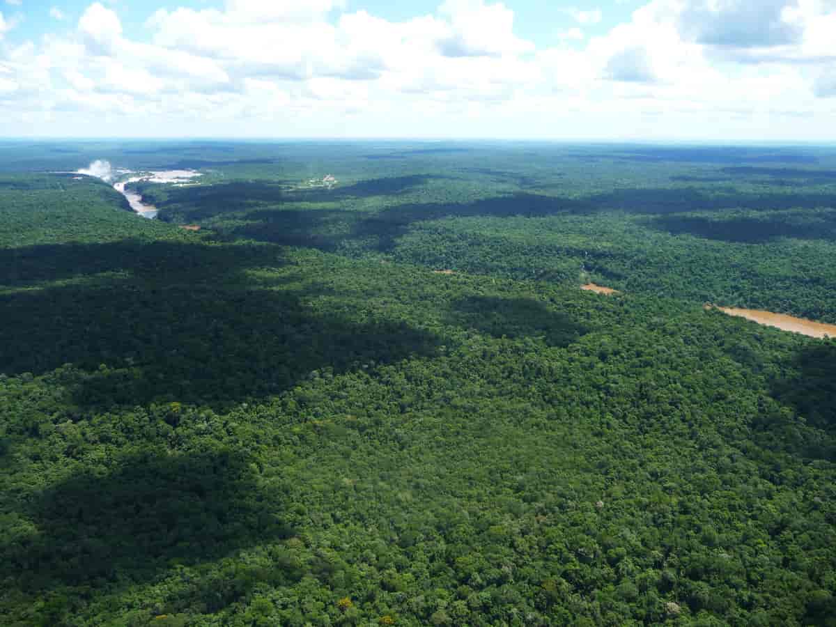 Påskekaktus vokser i subtropisk regnskog i det sørlige Brasil.