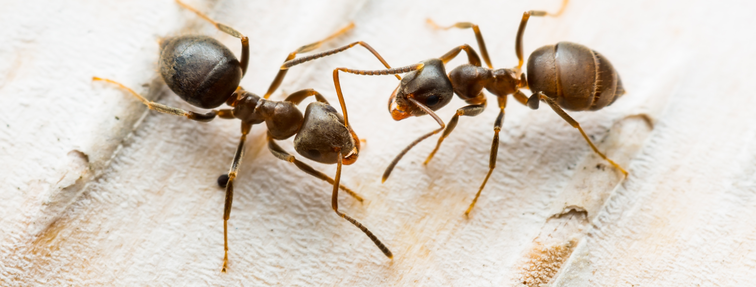 Maur tilhører årevingene