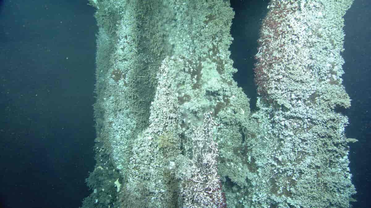 Hydrotermisk undervannskilde