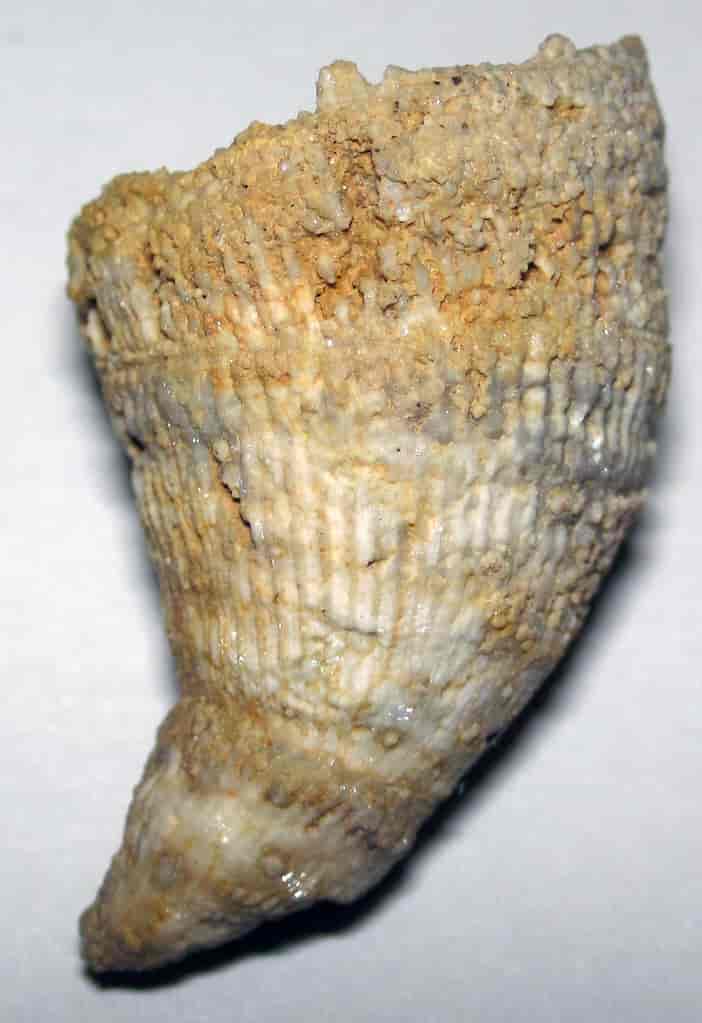 Fossil Rugosa korall