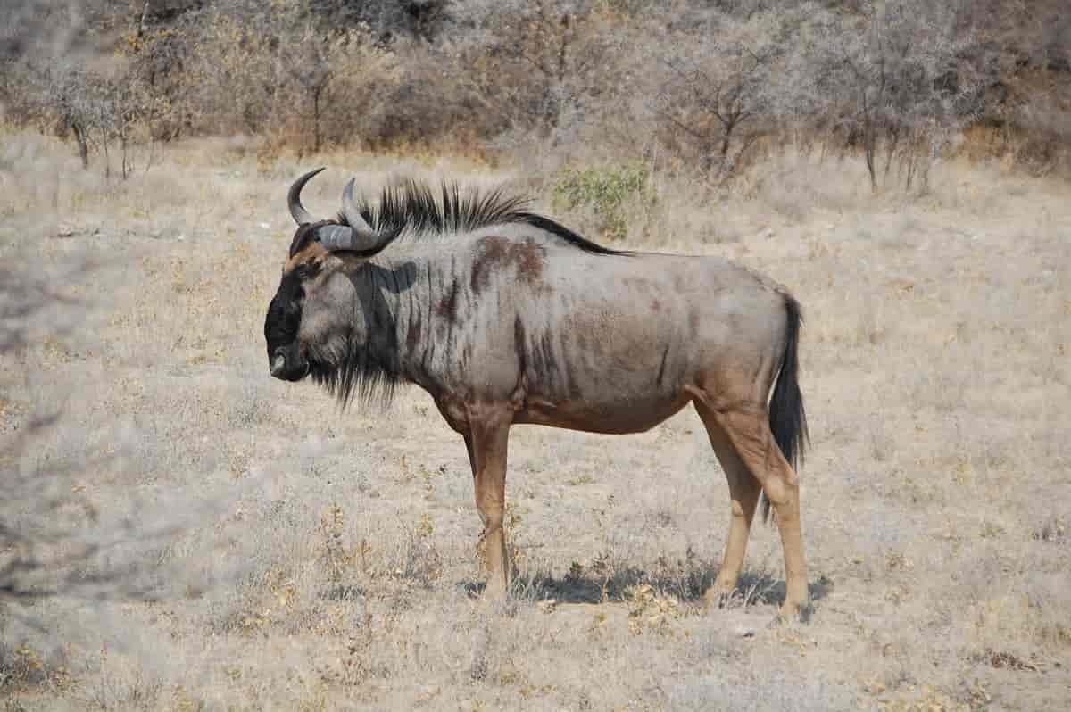 Gnu i Etosha, Namibia2