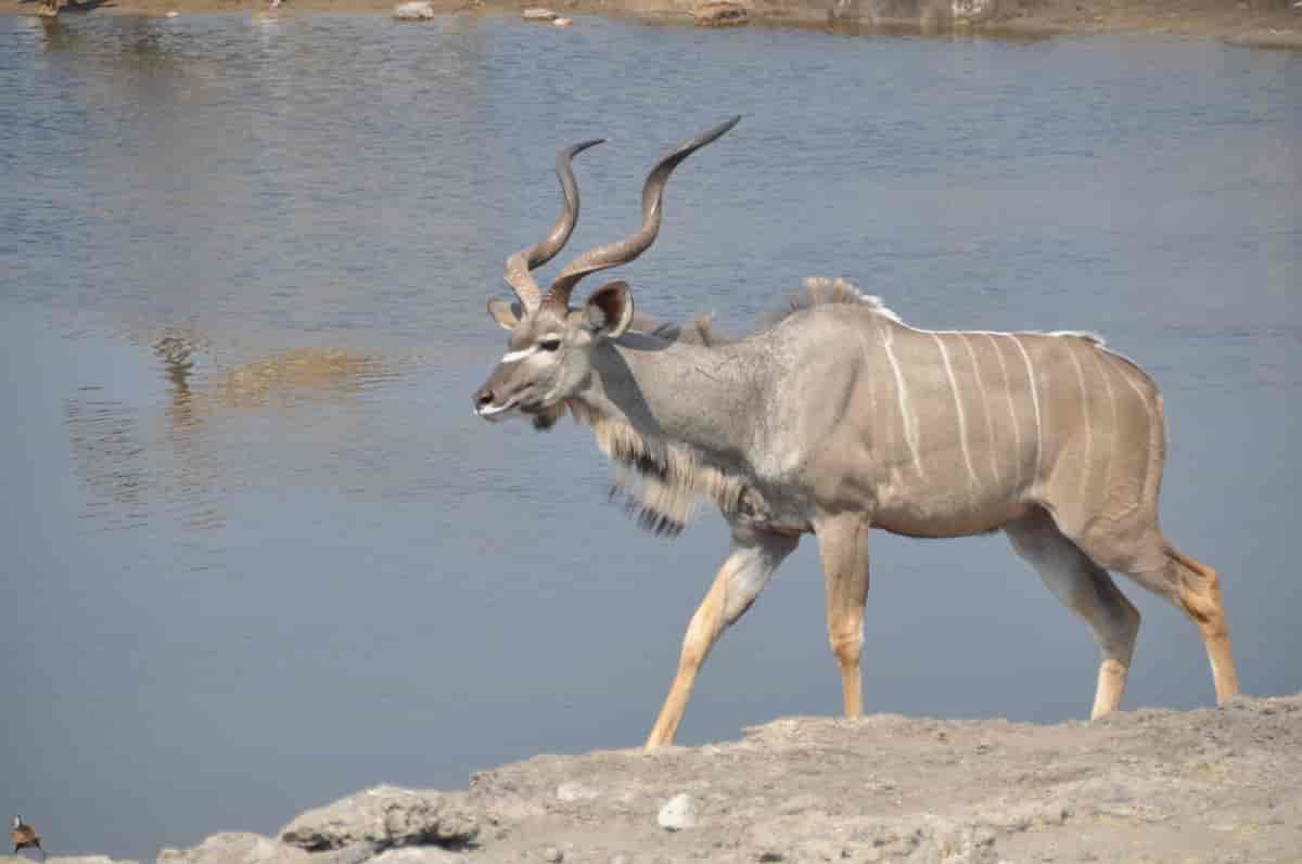 Kudu hann
