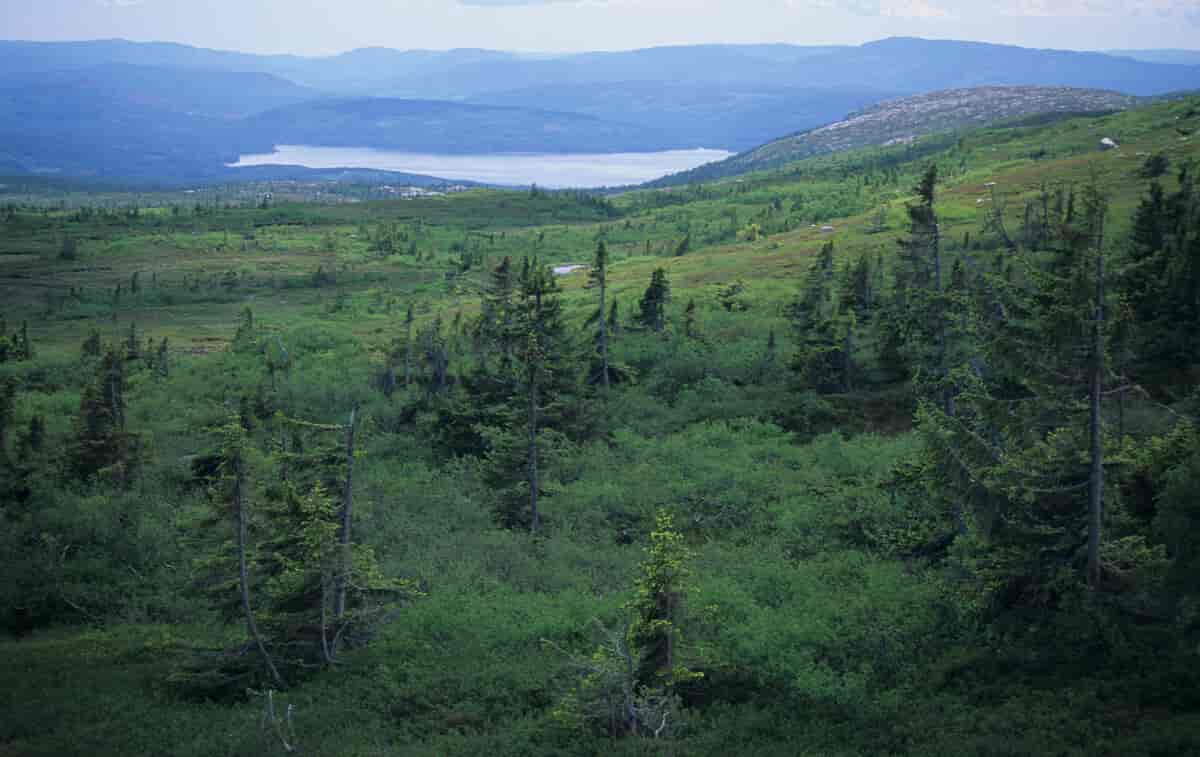 Barskogen danner tregrense på Blefjell.