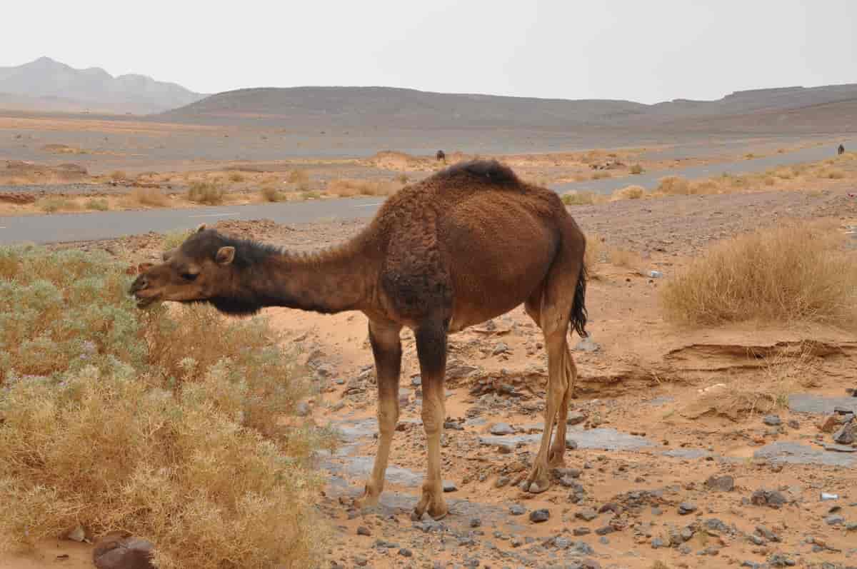 Enpuklet kamel
