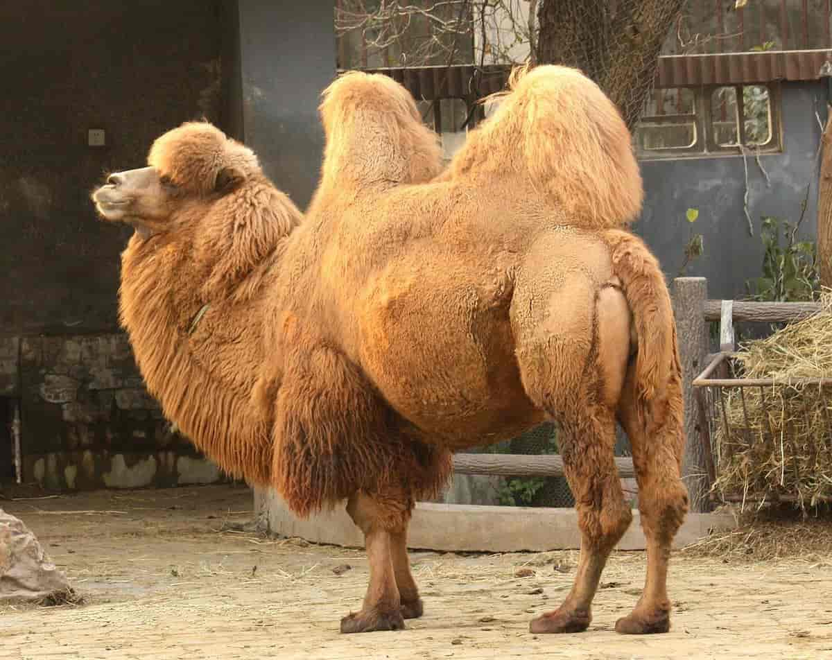 Topuklet kamel