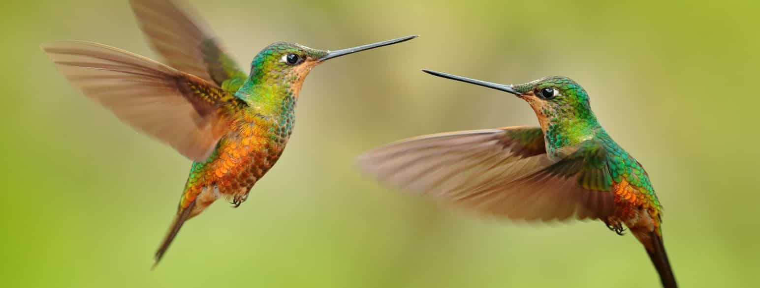 To kolibrier av arten gyllenbukinka, Coeligena bonapartei, møtes i luften