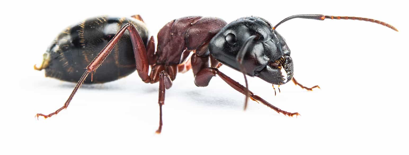 Maur, som denne stokkmauren, tilhører stilkvepsene