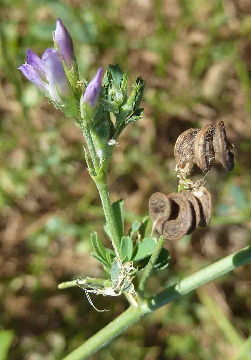 Medicago sativa subsp. sativa, blålusern