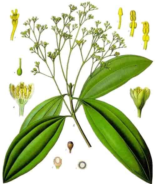 Cinnamomum aromaticum