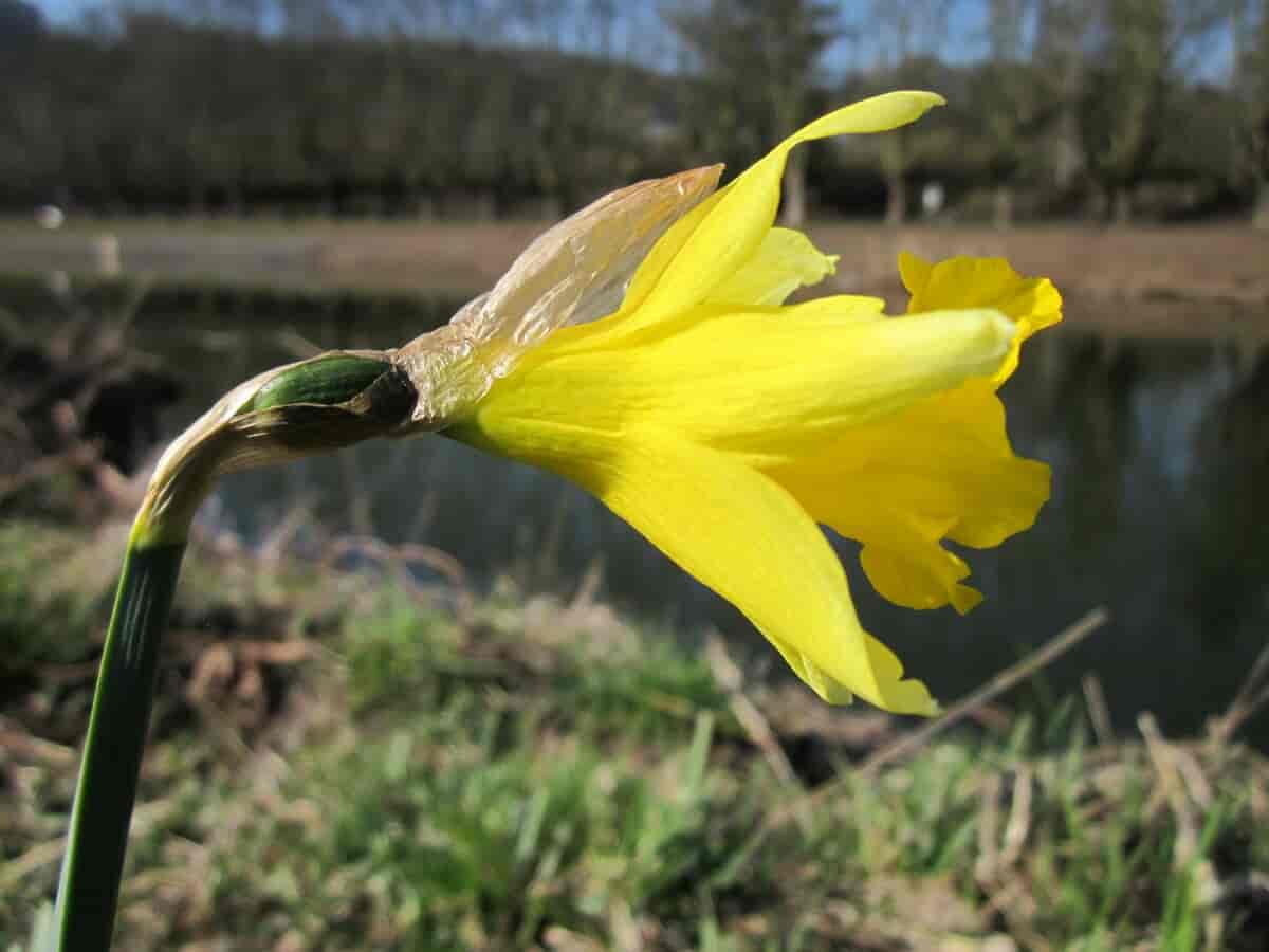 Narcissus pseudonarcissus, påskelilje.
