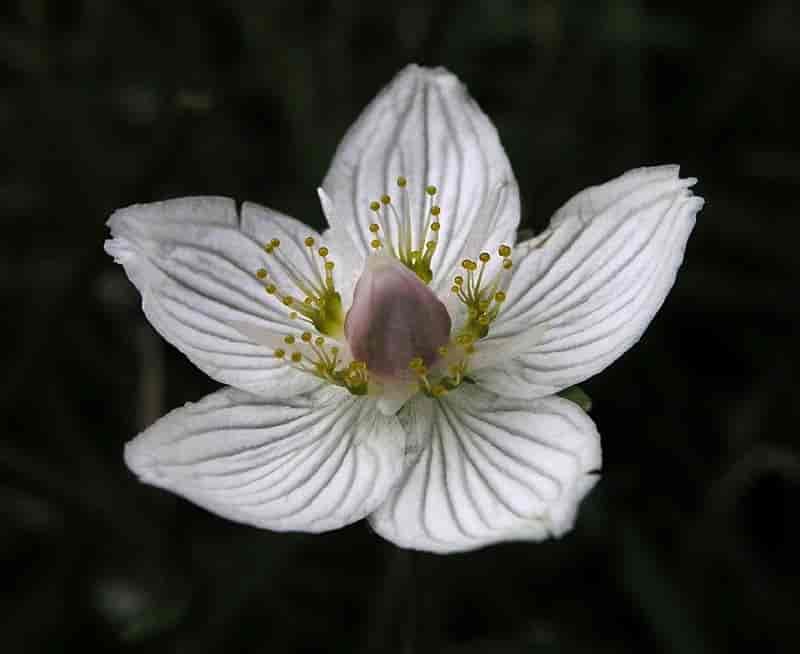 Blomst hos Parnassia palustris, jåblom.