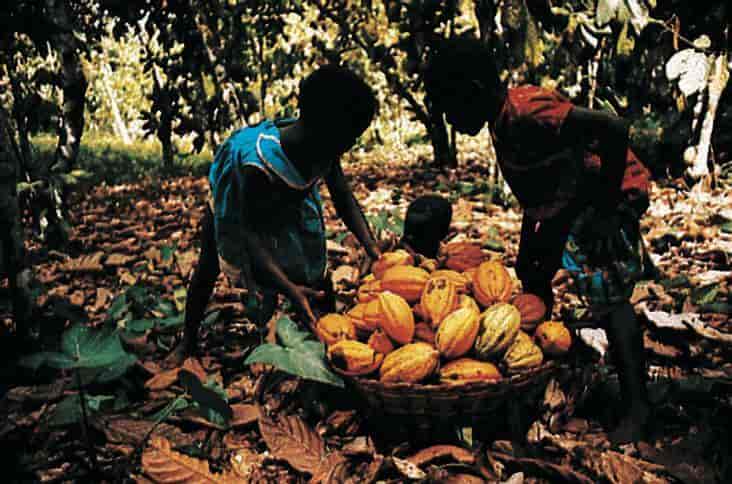 Ghana (innhøsting av kakao)