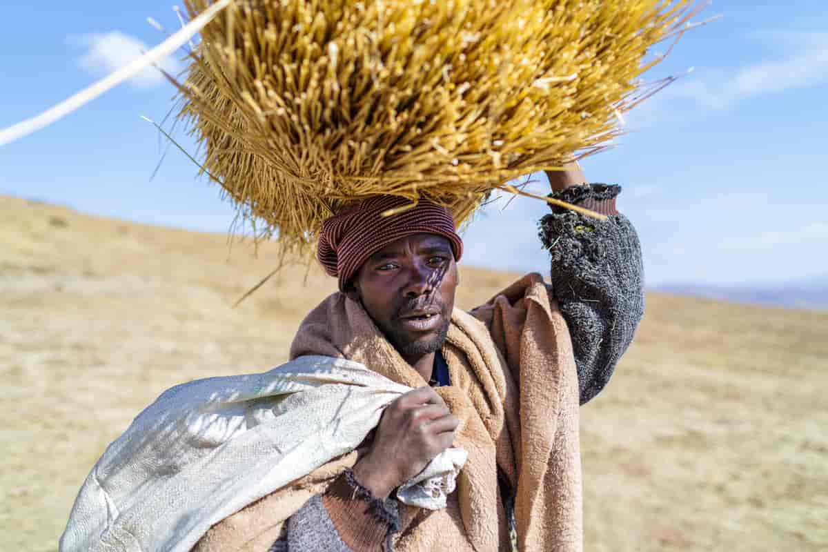 Lesothoer samler halm