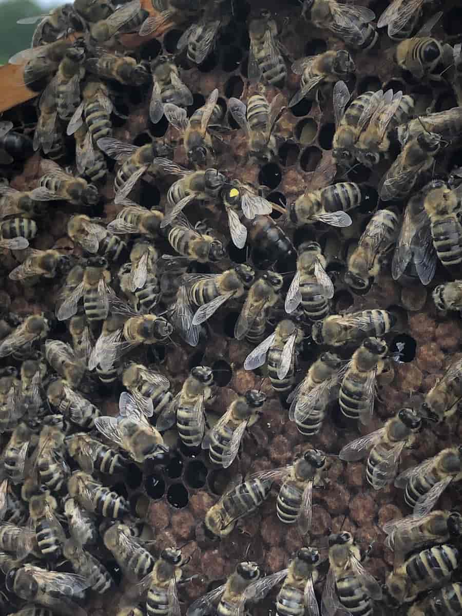 Dronning av honningbie merket med gul flekk omringet av honningbiearbeidere