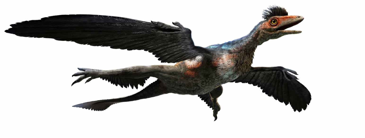 Microraptor slik en illustratør ser for seg at den kan ha sett ut da den levde. Grunnlaget for slike illustrasjoner er fossiler