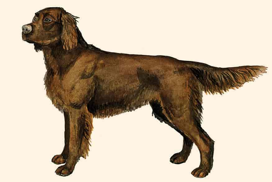 Langhåret vorstehhund