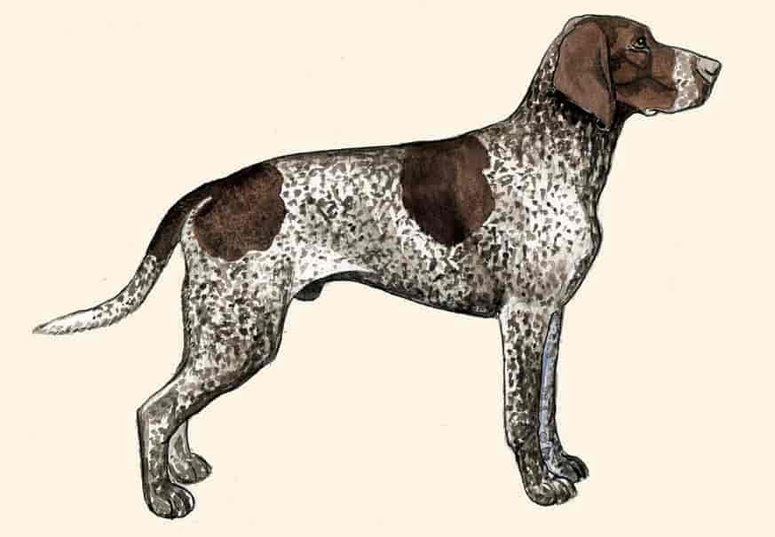 Korthåret vorstehhund