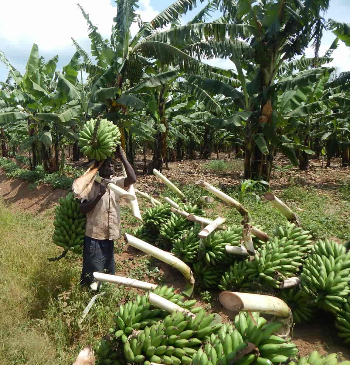 Høsting av bananer