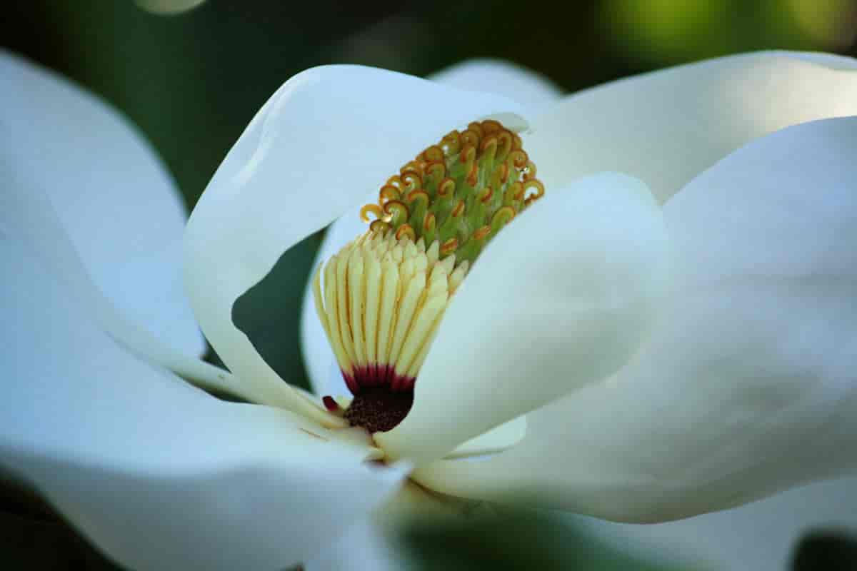 Blomst hos Magnolia grandiflora, oksemagnolia.