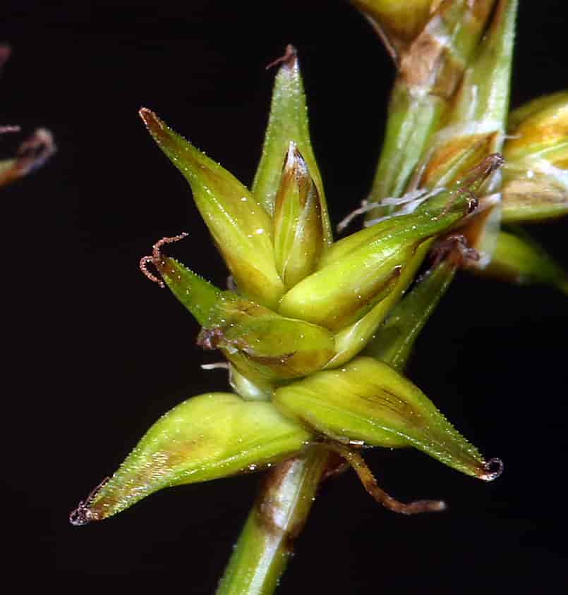 Aks hos Carex echinata, stjernestarr.