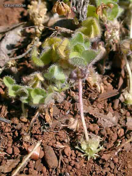 Trifolium subterraneum.