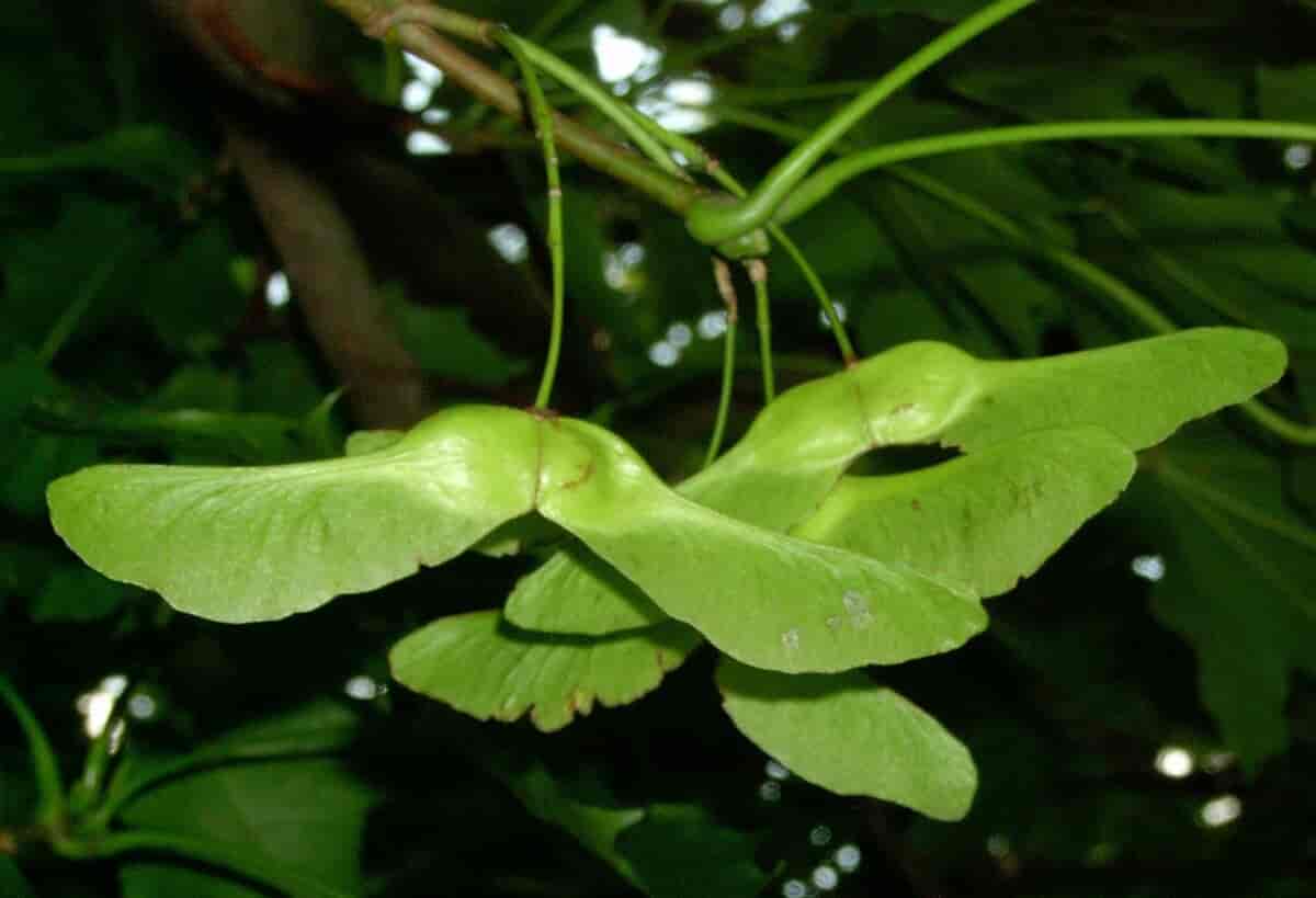 Frukter hos Acer platanoides, spisslønn.