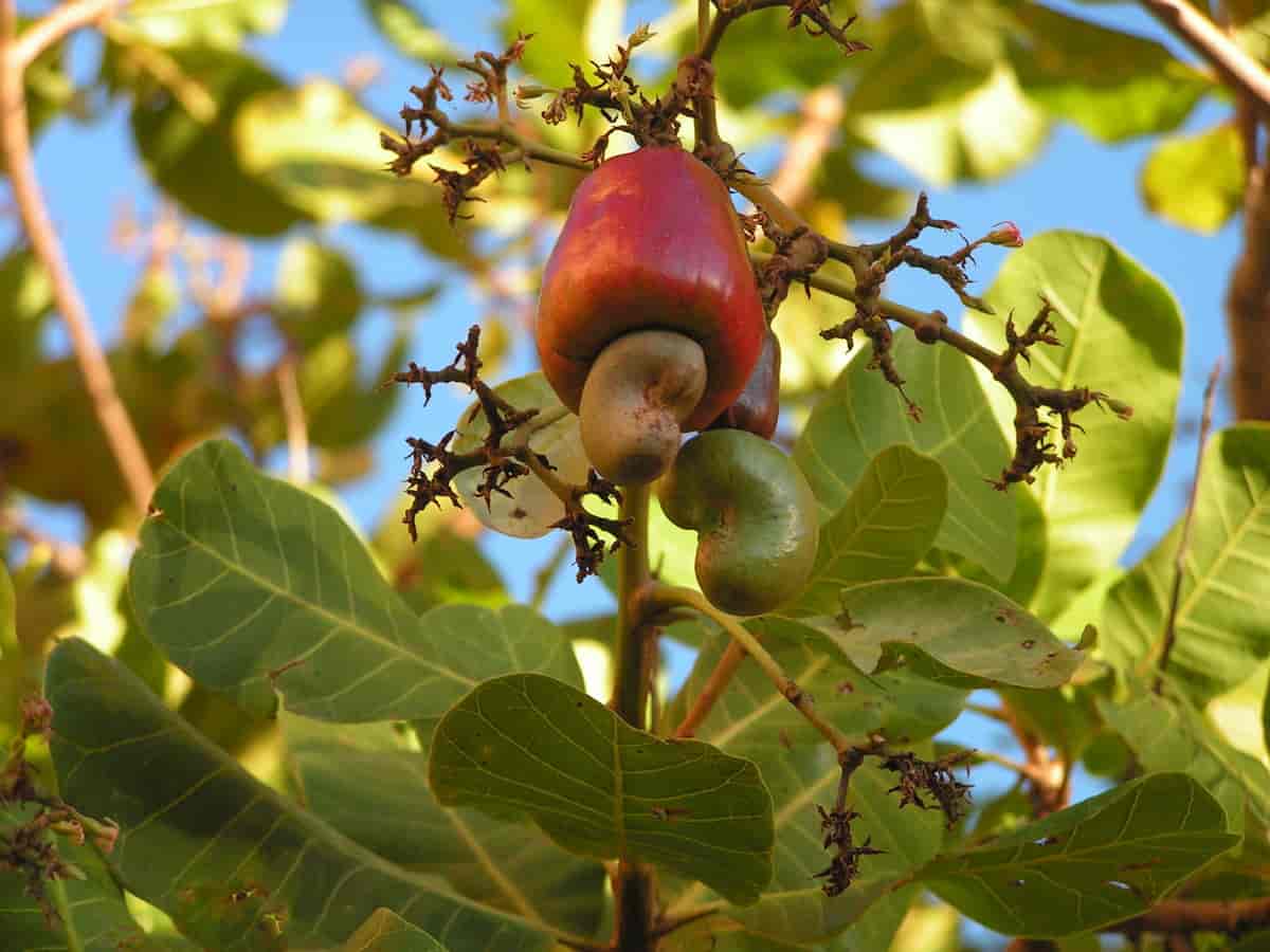 Frukt hos Anacardium occidentale, cashewnøttre.