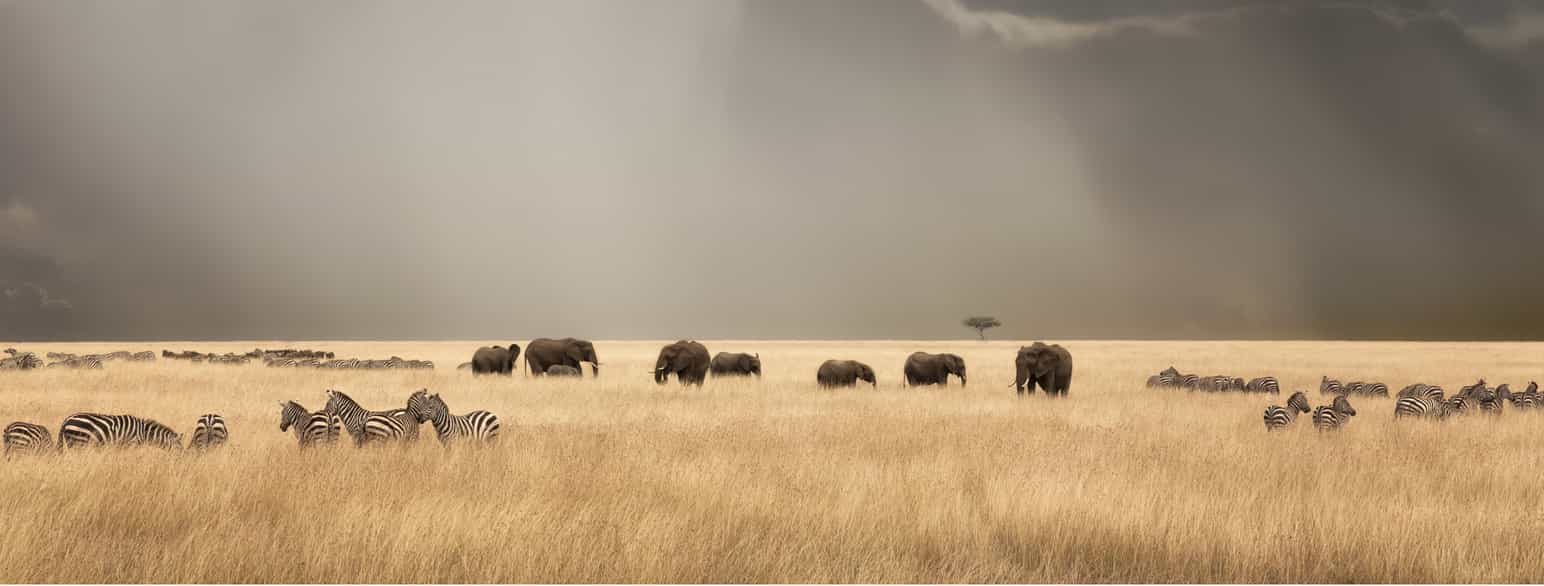Elefanter og sebra i Masai Mara, Kenya
