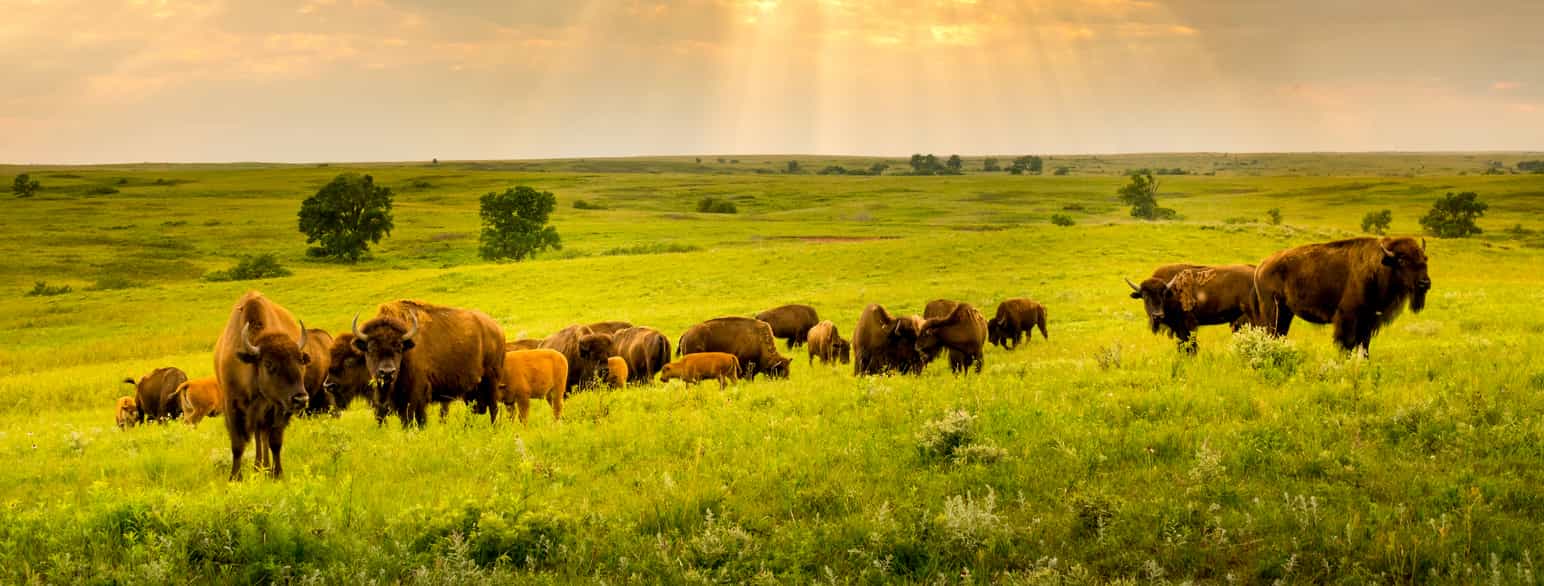 Bison på prærien i Kansas