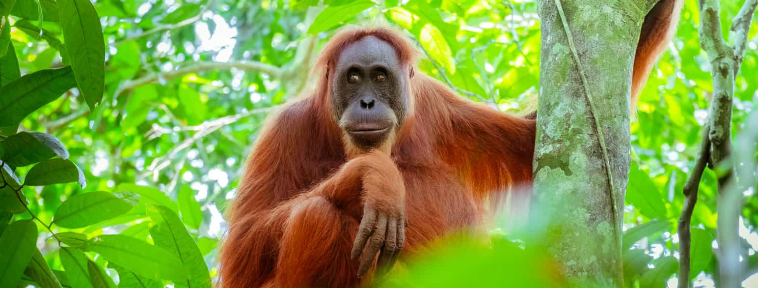 Orangutang (hunn) på Sumatra