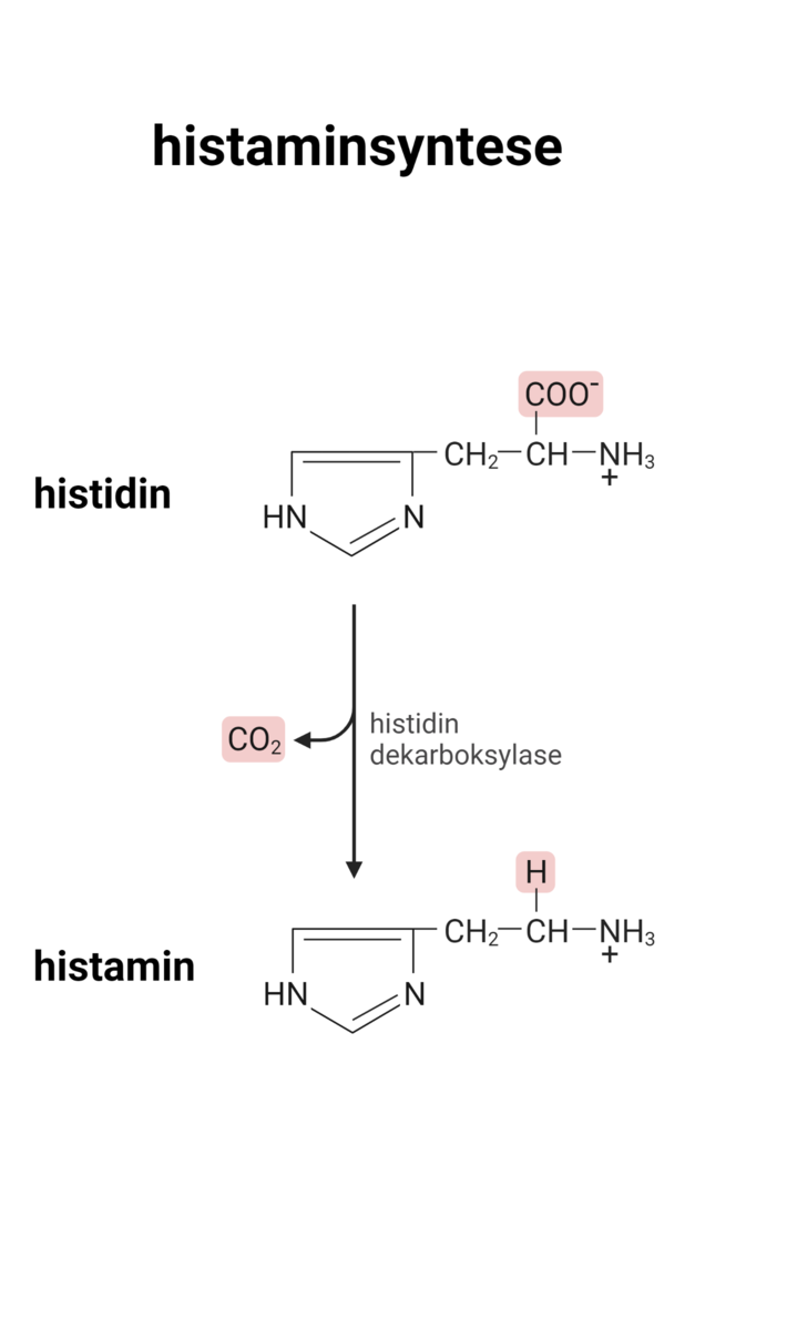 Histaminsyntese