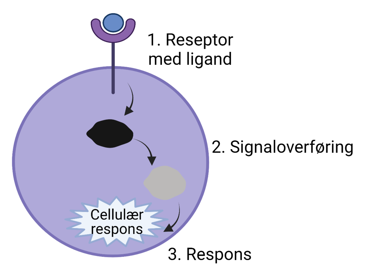 Et signalmolekyl (ligand) binder til en reseptor (membranprotein) i cellemembranen og informasjonen overføres til cellen gjennom flere trinn. Den cellulære responsen kan være proteinuutrykk, celledeling eller å sette igang en metabolsk prosess.