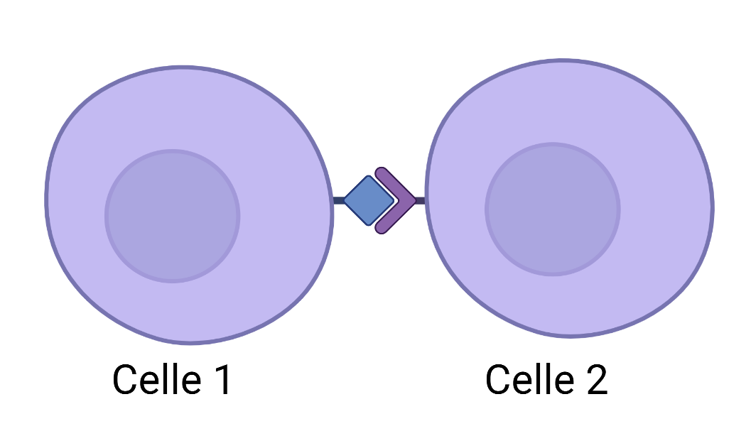 To eller flere celler kan kommunisere med hverandre via proteiner i cellemembranene