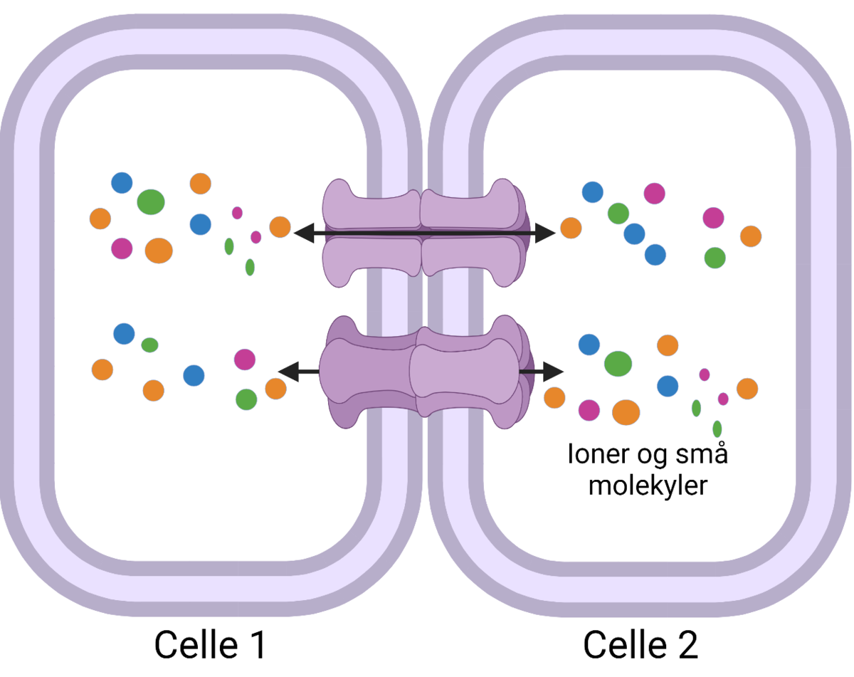 Celler kan kommunisere direkte med hverandre ved å sende ioner og små molekyler frem og tilbake via membranproteiner som er formet som rør. Rørene kalles Gap Junctions.