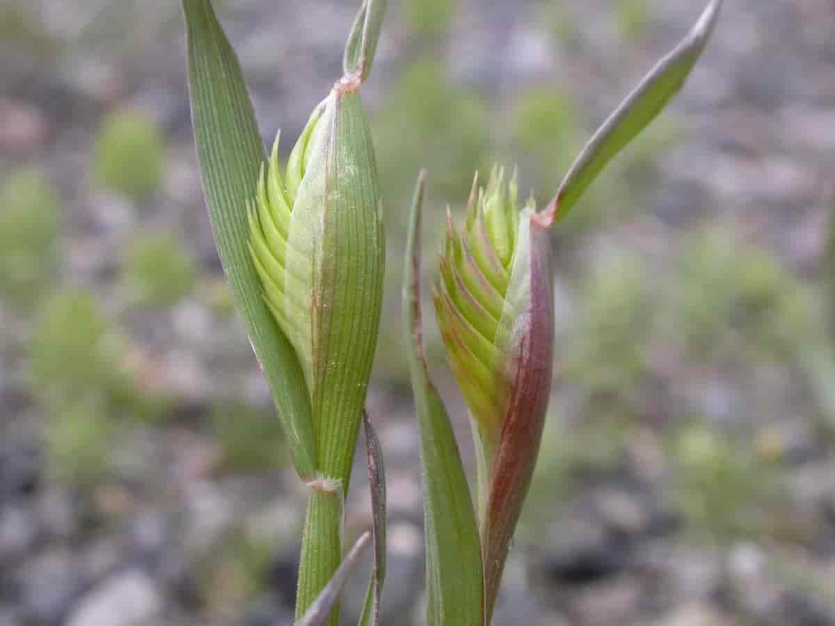 Eremopyrum triticeum