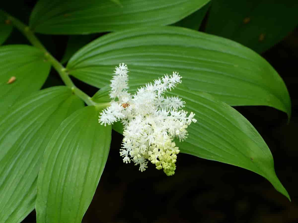Smilacina racemosa ssp. Amplexicaulis