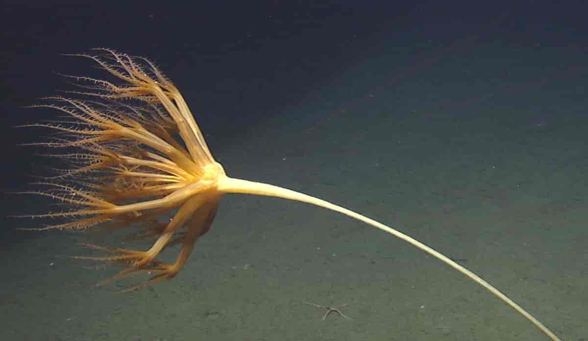 Umbellula encrinus er en stor sjøfjær som kun finnes på bløtbunn i dyphavet