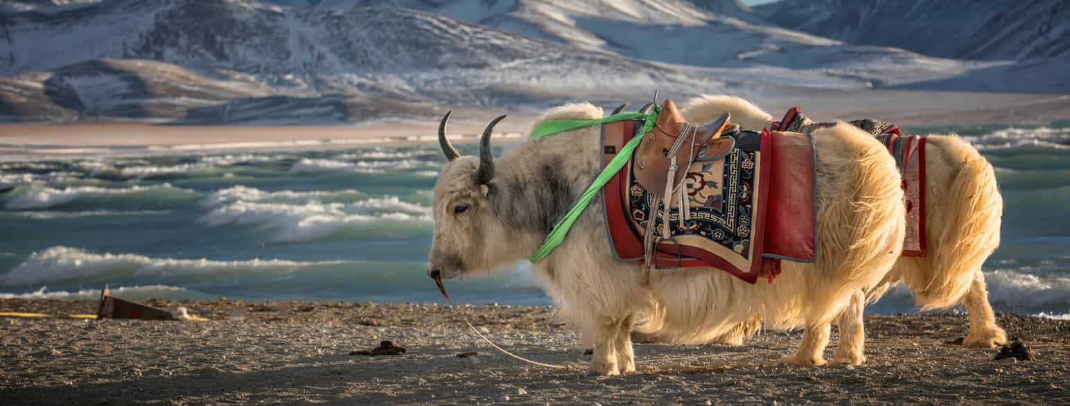 Yak ved Namtso-sjøen i Tibet