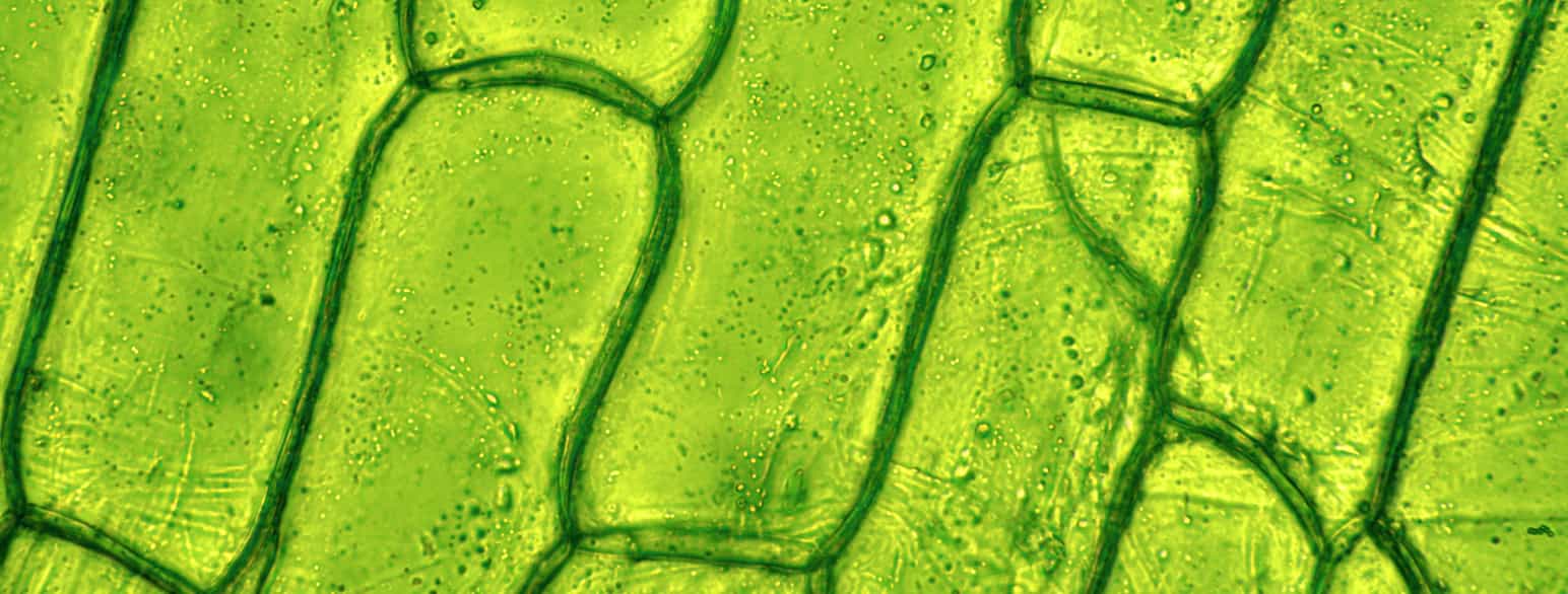 Planteceller under mikroskop