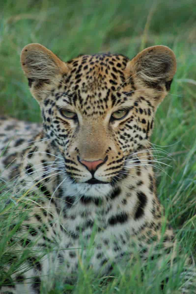 Leopard fra Okawangodeltaet