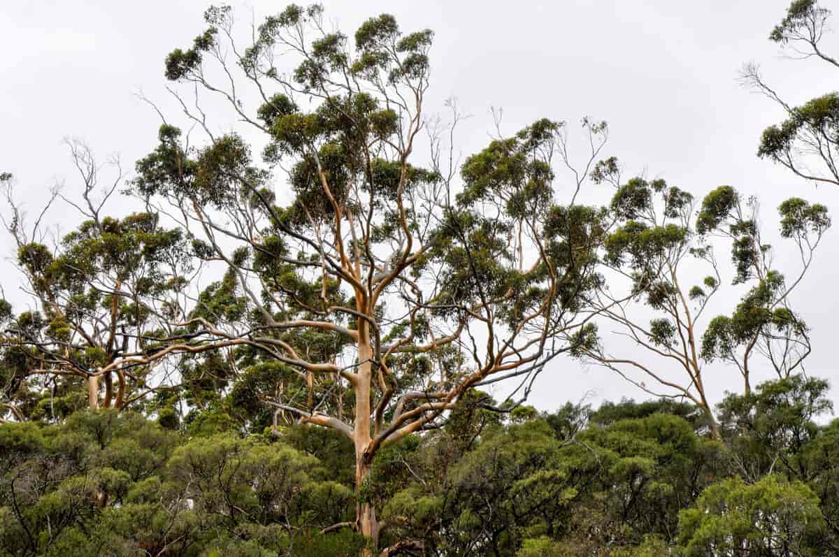 Karritrær i Vest-Australia