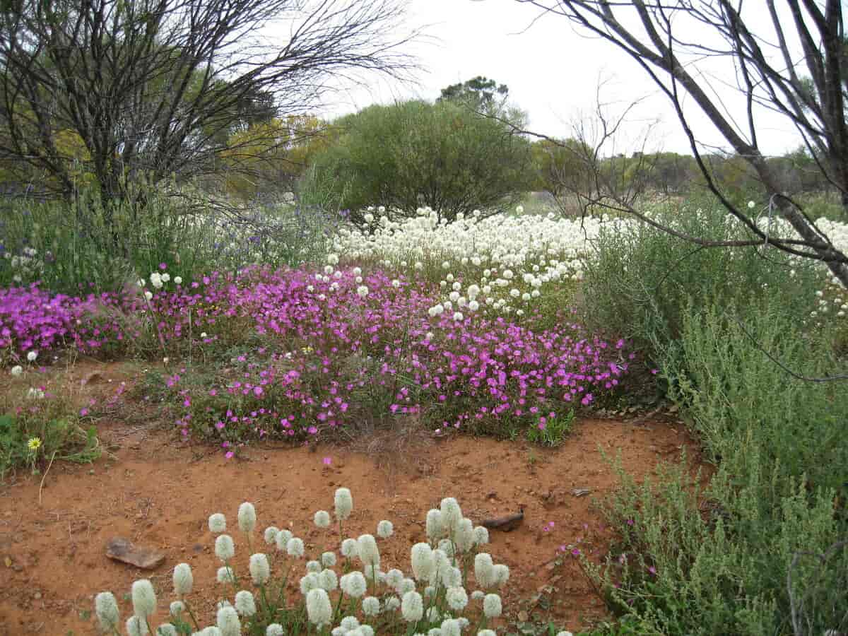 Ville blomster i Western Australia