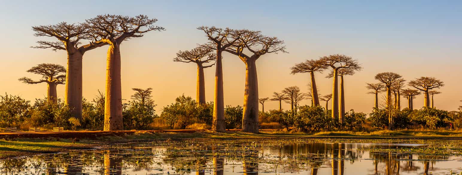 Baobab-trær på Madagaskar
