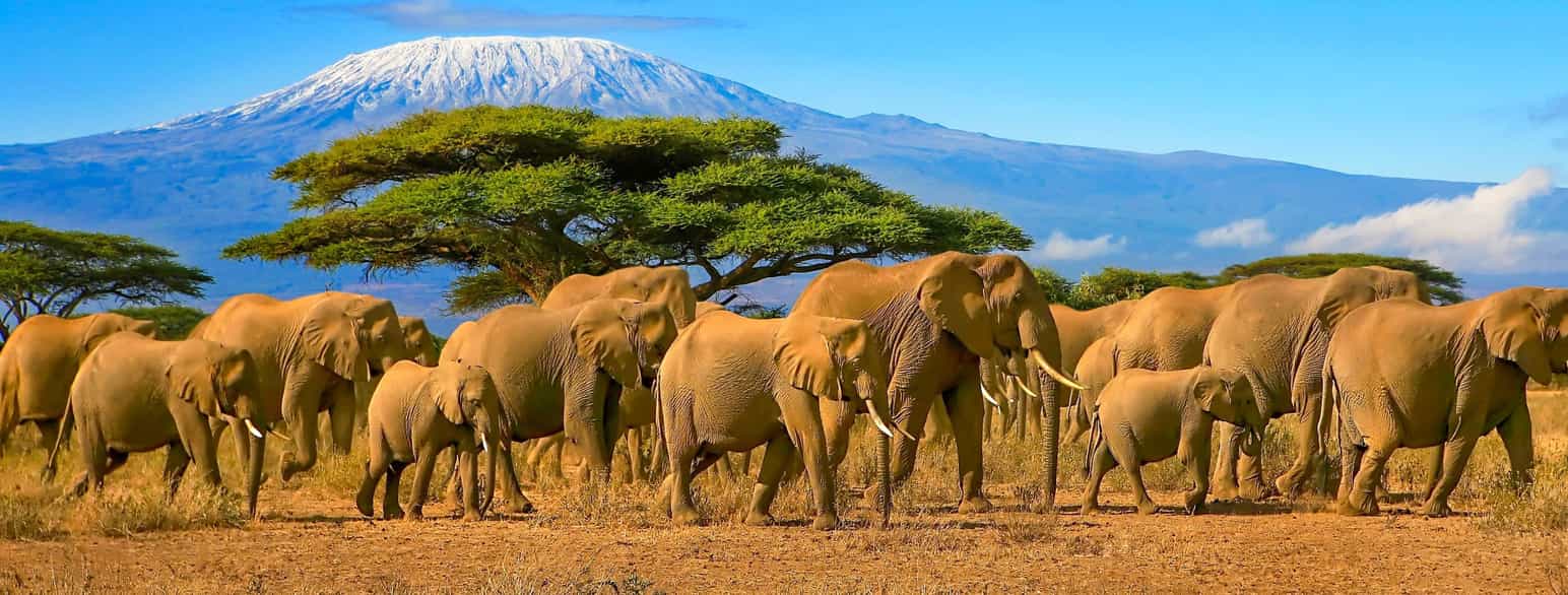 Elefanter, Mount Kilimanjaro i bakgrunnen