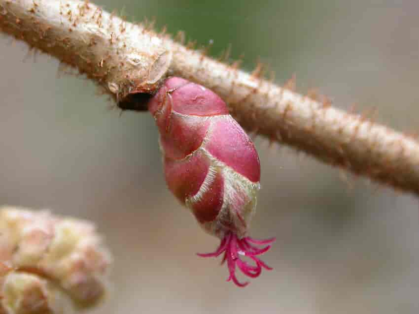 Hunnblomst fra hassel (Corylus avellana)