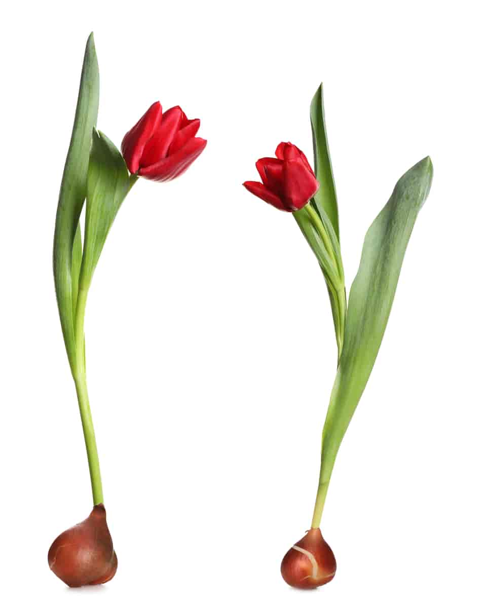 Tulipan med løk