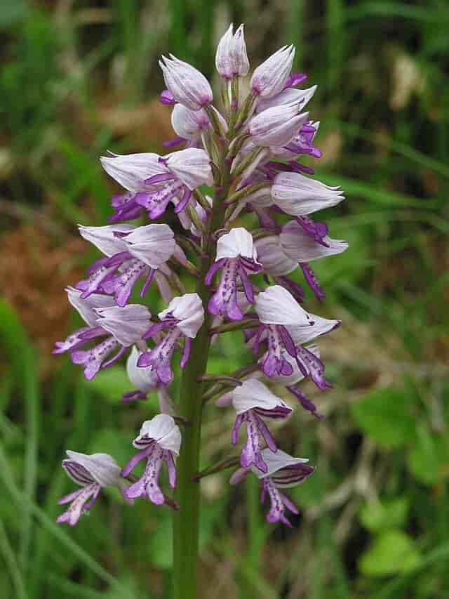 Orchis militaris blomsterstand