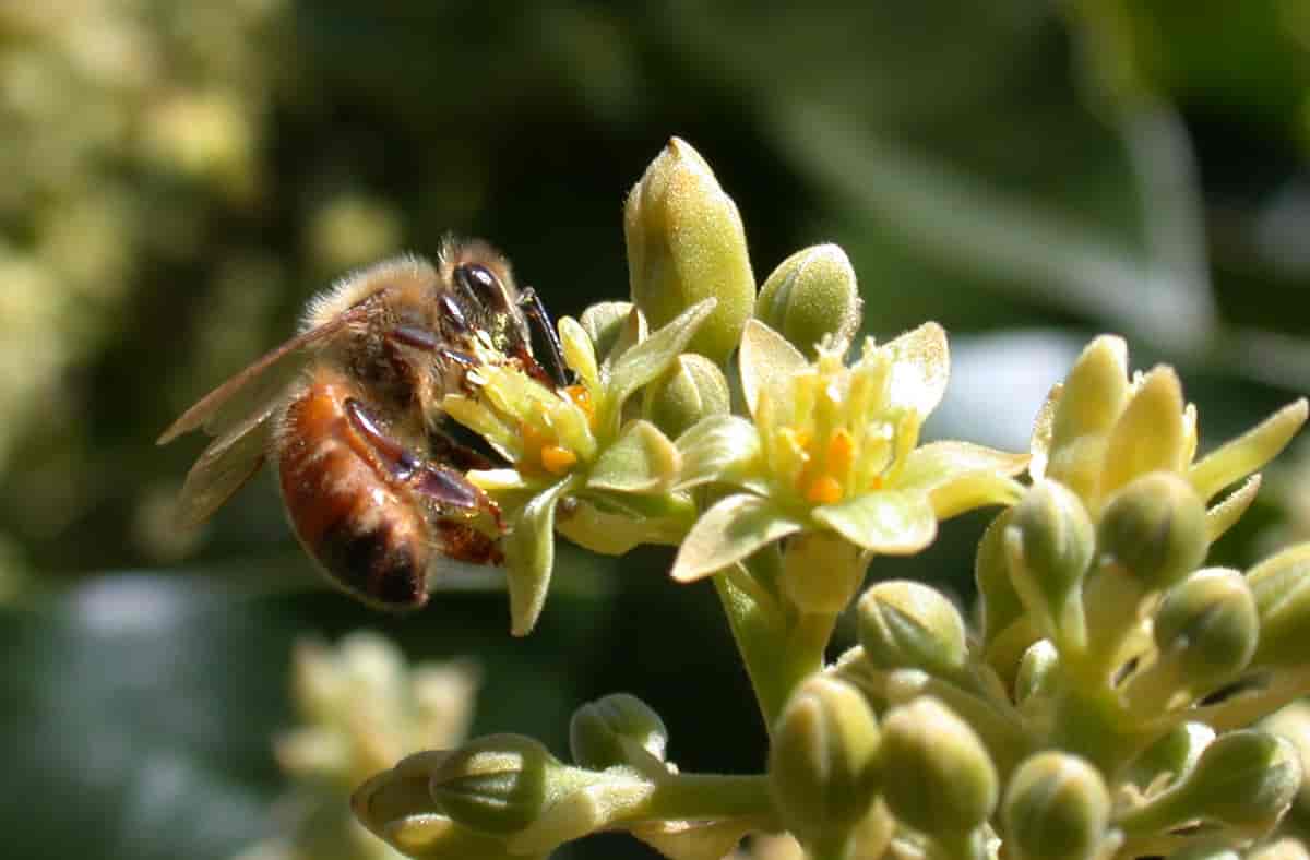 avokadoblomst med honningbie